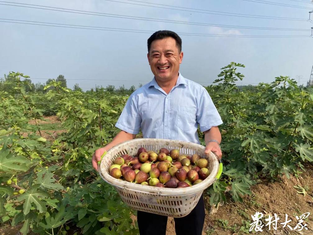 能賣(mài)鮮果還能做果茶果酒，多元模式讓這個(gè)無(wú)花果農(nóng)場(chǎng)日進(jìn)萬(wàn)元