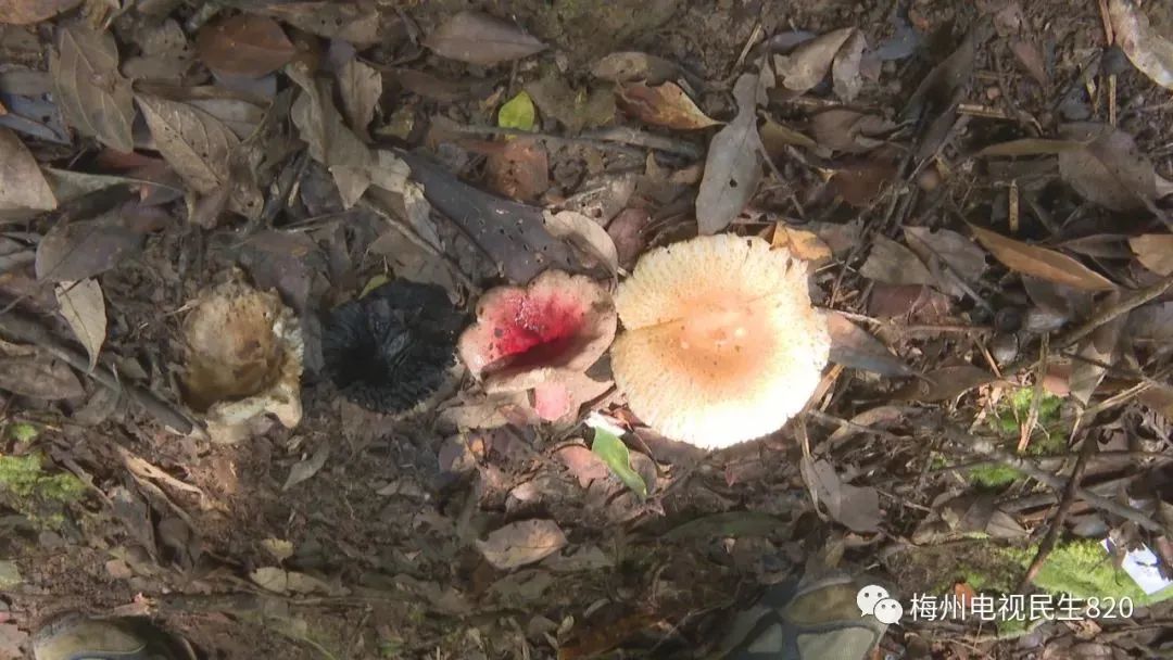 痛心！广东祖孙3人去世，两只猫也未幸免…
