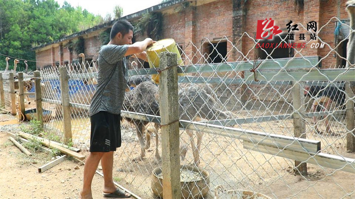 道縣：特色鴕鳥養(yǎng)殖成致富增收新出路