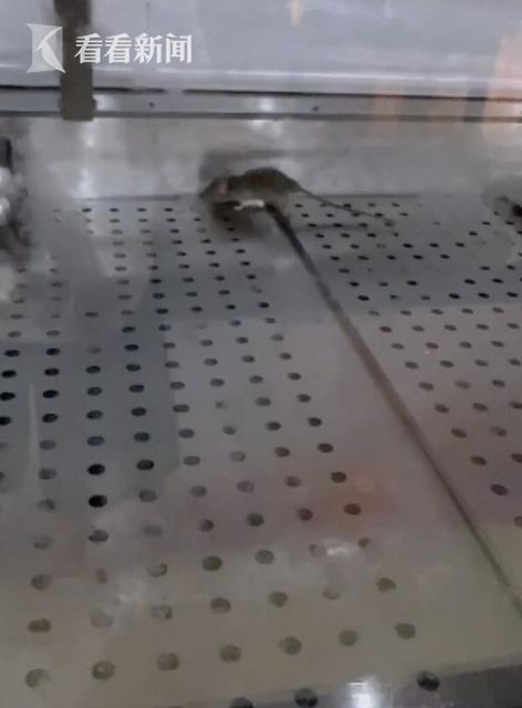 紫燕百味雞門店發(fā)現老鼠亂竄？剛剛！官方發(fā)聲明道歉……