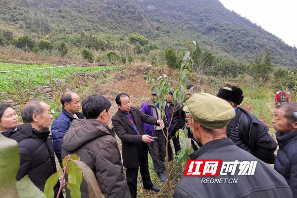 鄉(xiāng)村振興致富帶頭人 | 王洪元：“水果大王”地頭玩轉(zhuǎn)高科技