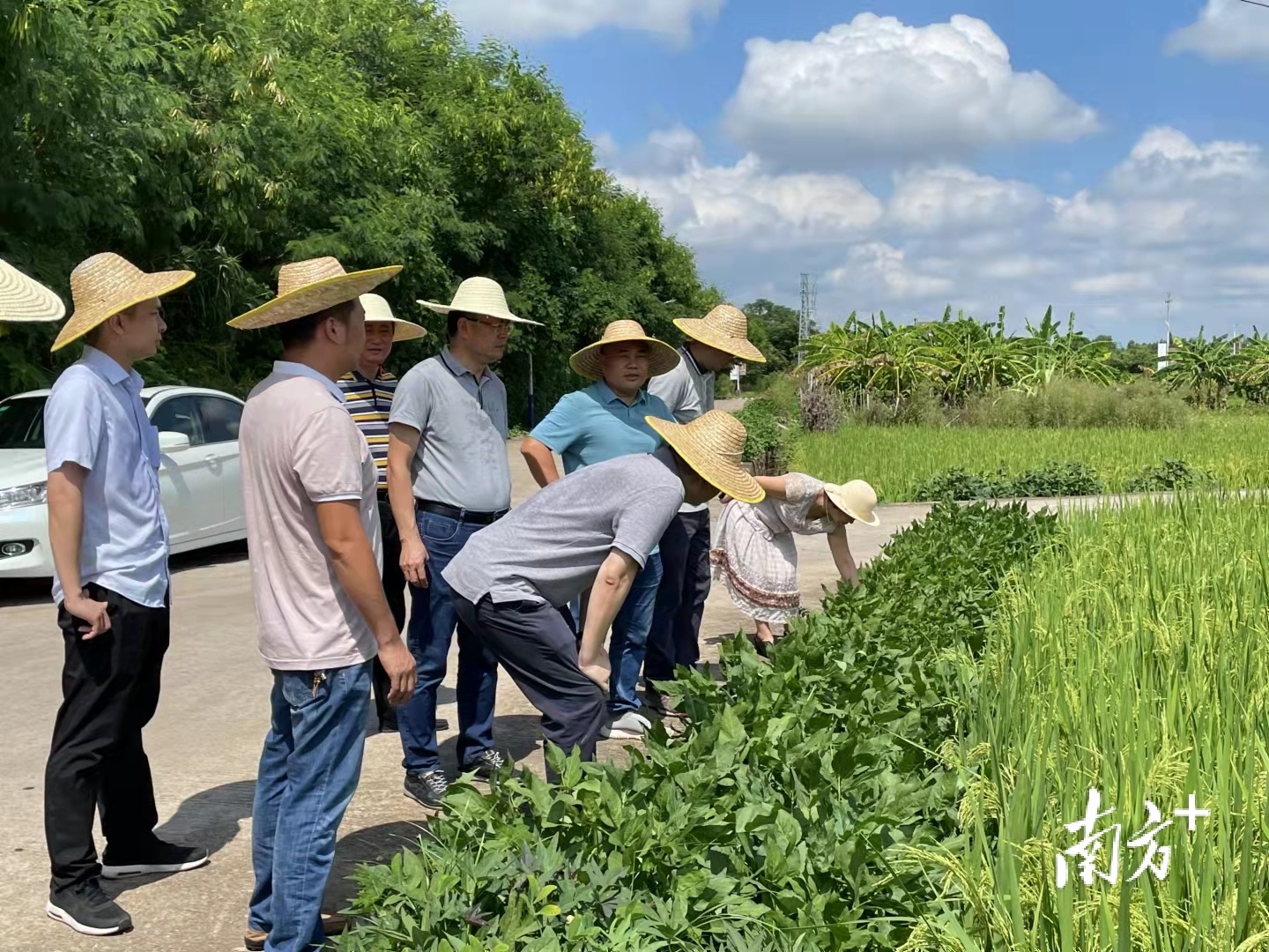 谋划打造种植基地！广州医药集团到梅州兴宁叶塘镇调研中药种植