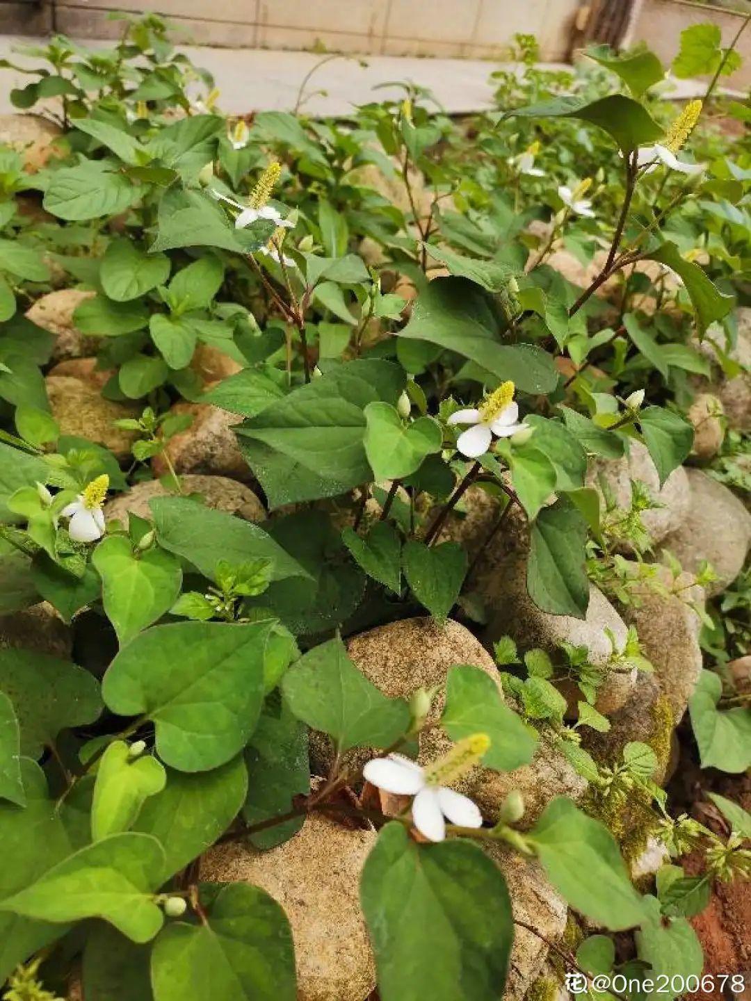 院子长出9种草，看到就铲除，留着就是大祸害-第18张图片-农百科