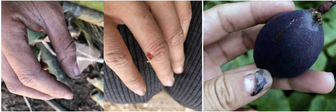 网红李子柒和国家院士袁隆平一起“获奖”？李