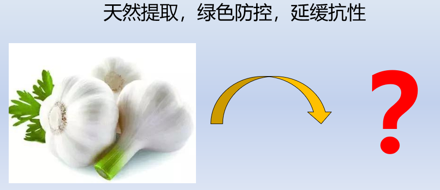 细菌性病害频发无好药？试试大蒜素，预防治疗兼备还具有附加功能