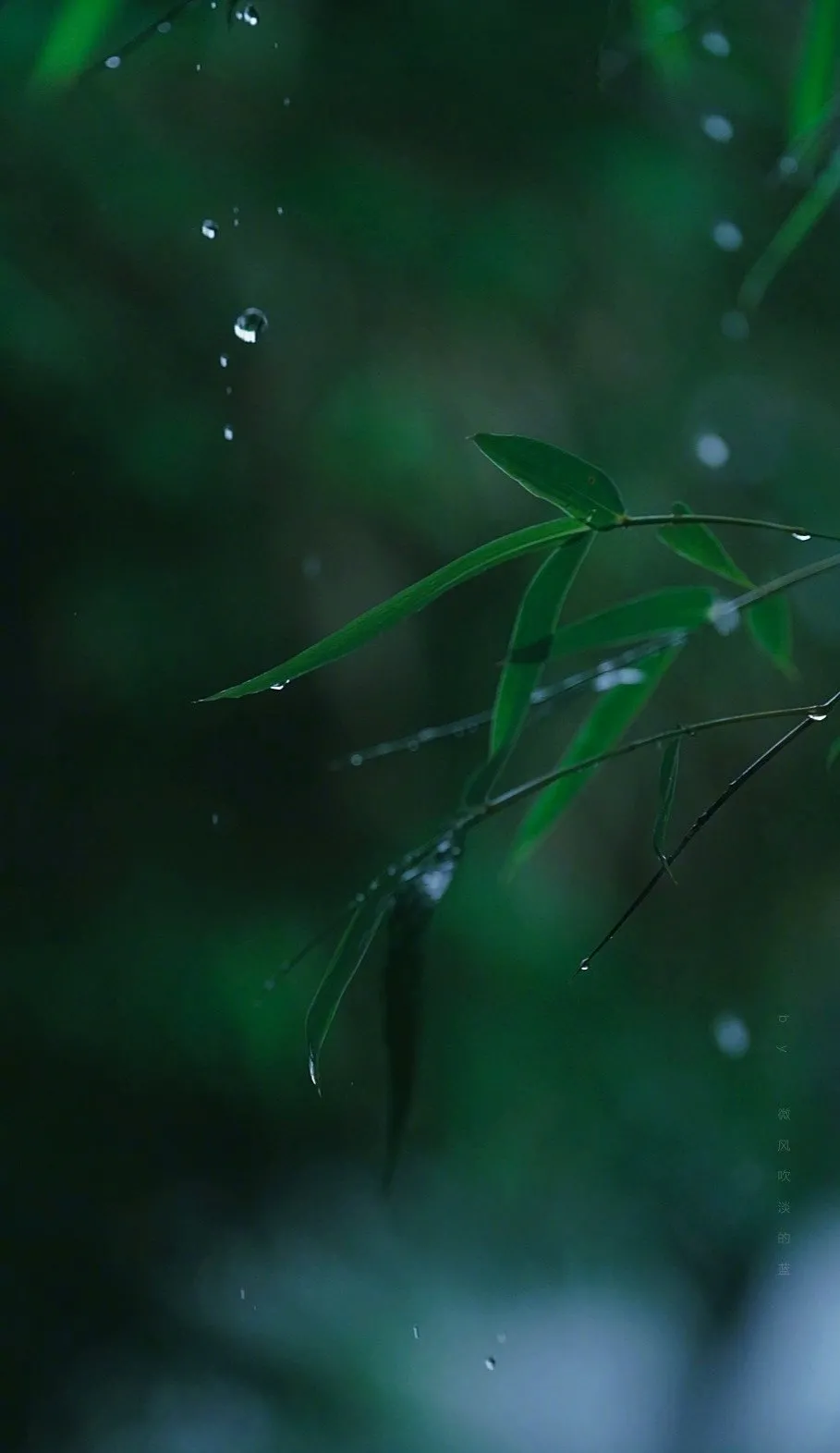 竹，远离尘世，独自清净-第3张图片-诗句网