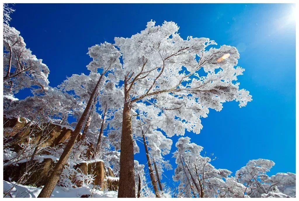 冬日雪后黄山，漫山遍野皆是冰雪之花，更具独特的山岳风光特色