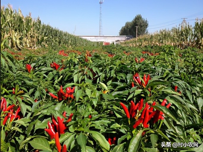 农村种辣椒不赚钱？学会了跟这5种农作物混种，你就能高产多卖钱