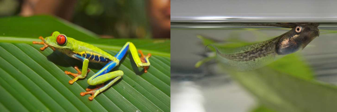 黑暗料理指南：蝌蚪好吃吗？｜奇怪的动物知识