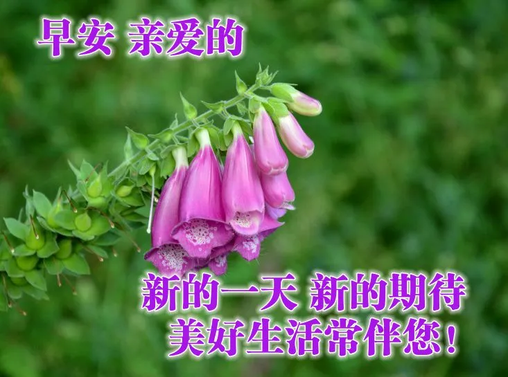 最新的早上问好祝福图片带字，最真诚的早安问候美图图片