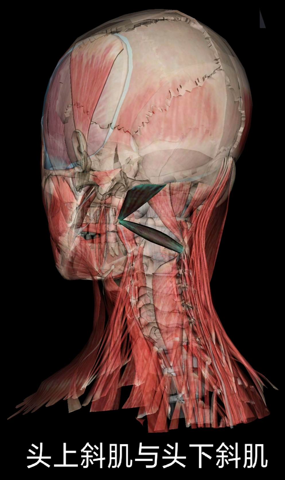 浅谈颈部解剖之“肌肉”