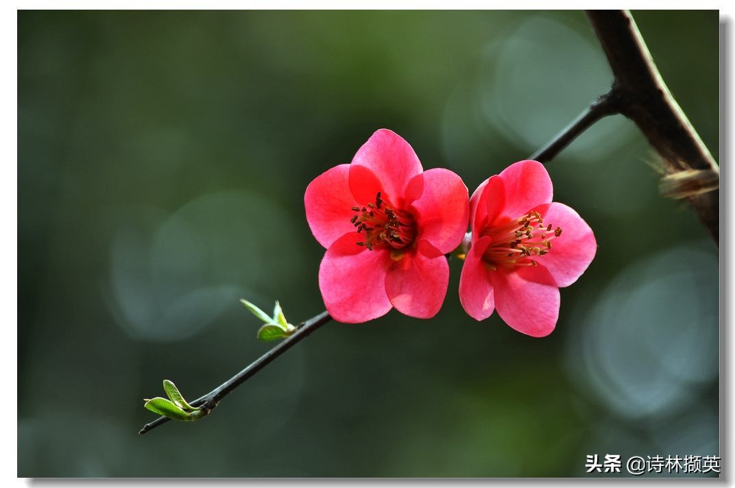 学生作文素材库一一描写春天景物的诗句-第11张图片-非凡网