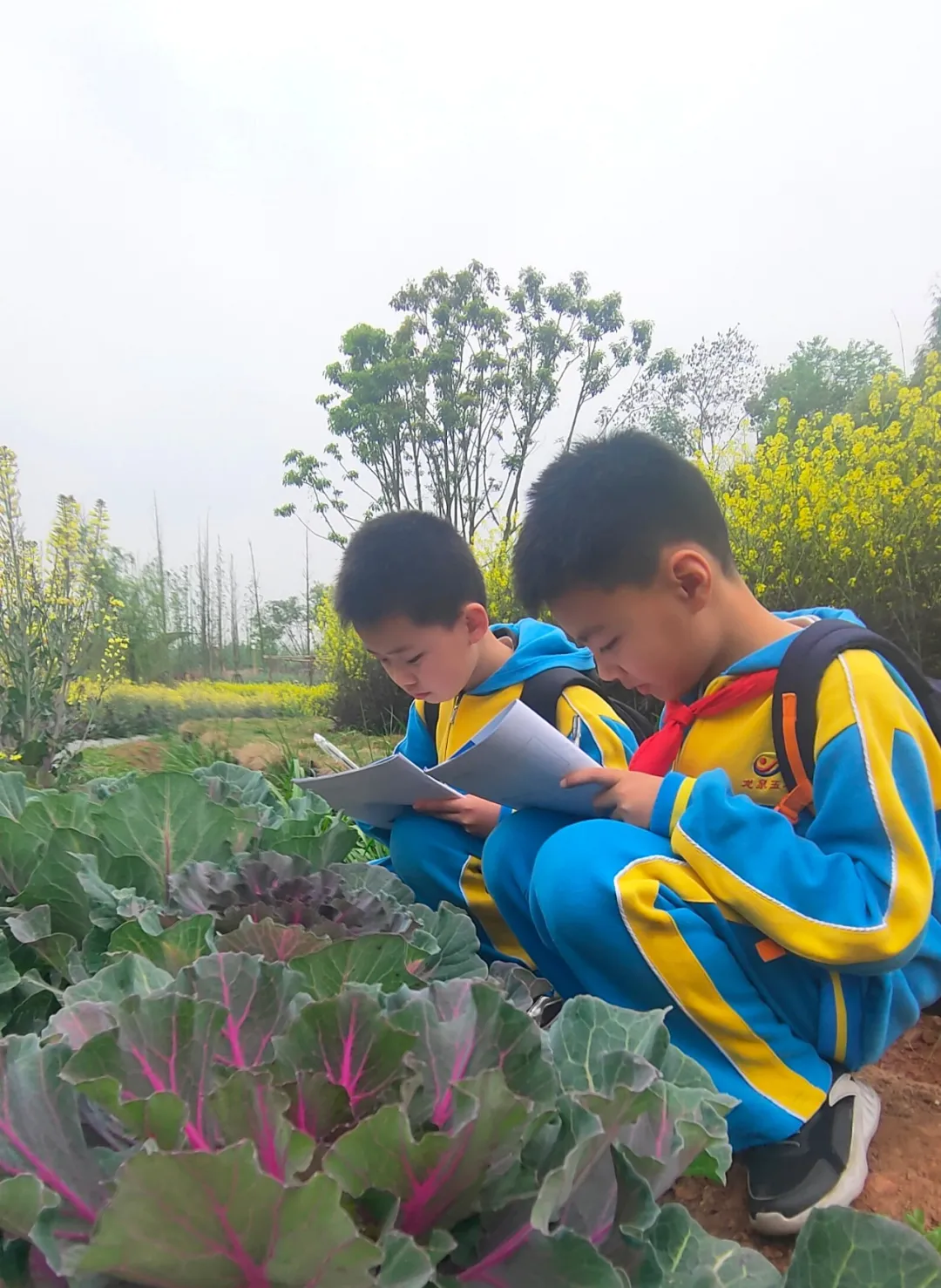 享农趣、觅农情,成都市龙泉驿区第五小学校“农耕”文化节来袭