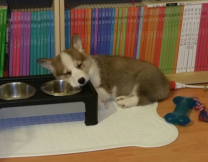 猫咪狗狗的奇葩睡姿，一个比一个丑！你家毛孩子也这样么？