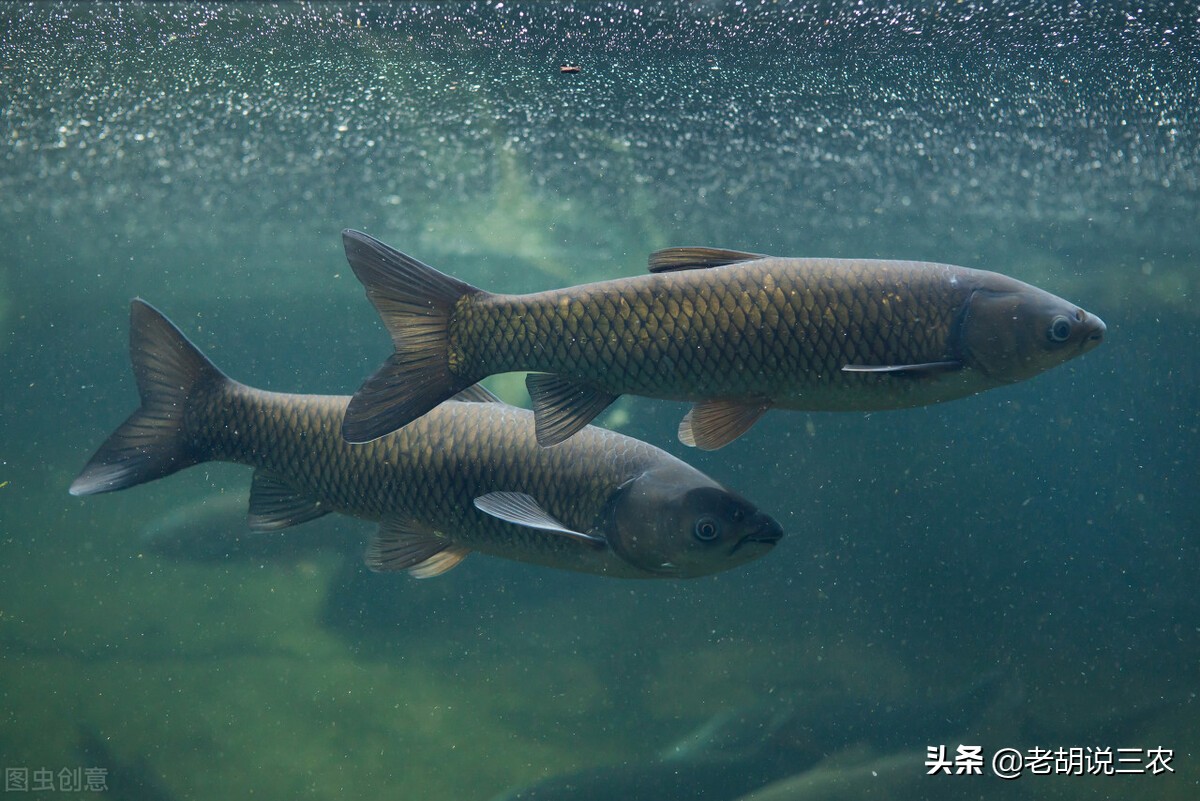 淡水鱼价格猛涨，单价超过了猪肉价，淡水鱼咋就涨价了呢？