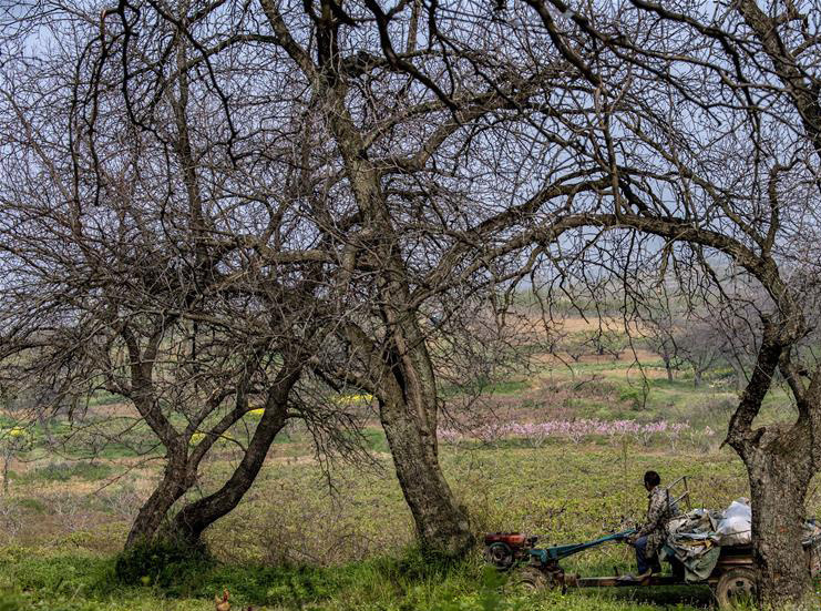 随县唐县镇华宝山村枣儿甜