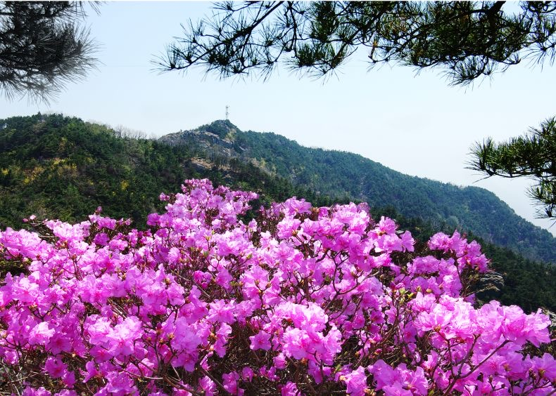 不出远门赏春光 !临沂清明假期精彩文旅活动全指南来啦