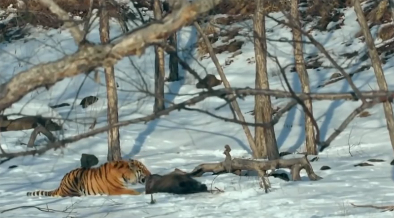 東北虎的三次遷徙浪潮，持續時間上百年，當下是關鍵時期