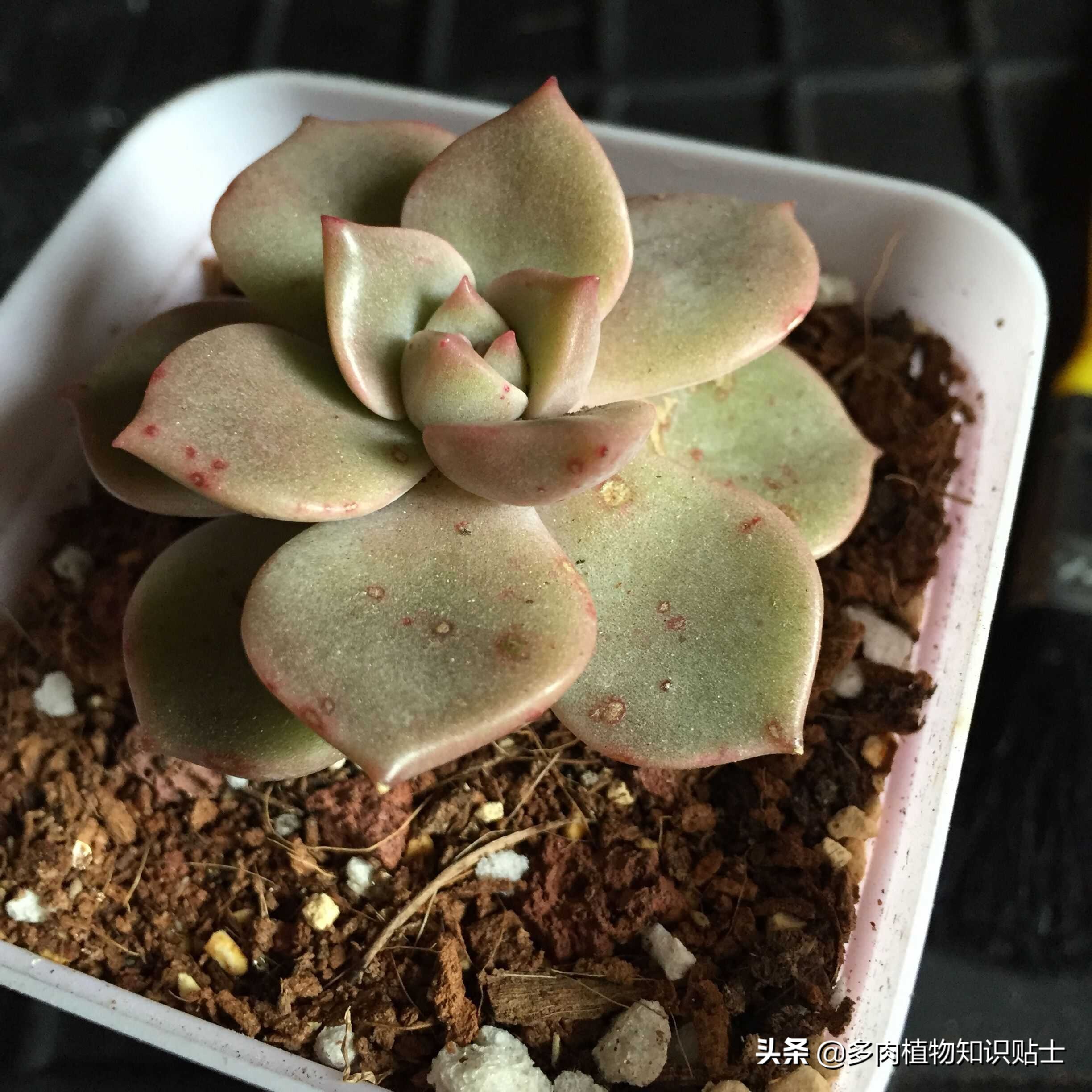 多肉植物褐斑病是如何产生的 植物学家教你如何防治多肉病害 资讯咖