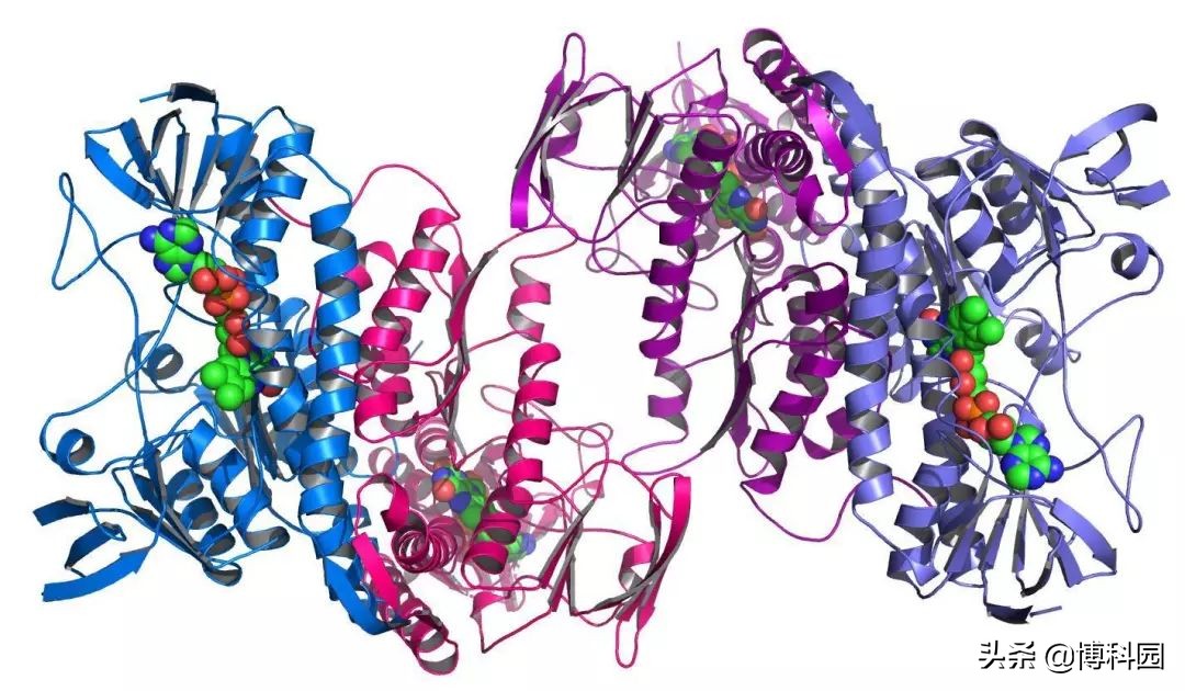 蛋白质研究的新时代：终于实观察蛋白质，是如何正确地发挥作用