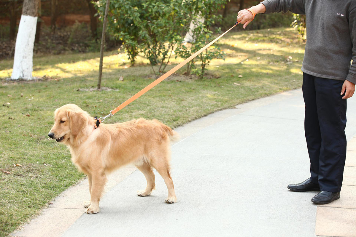 明明是“倆老表”，為什麽狗的眼睛看起來比狼要溫柔許多？