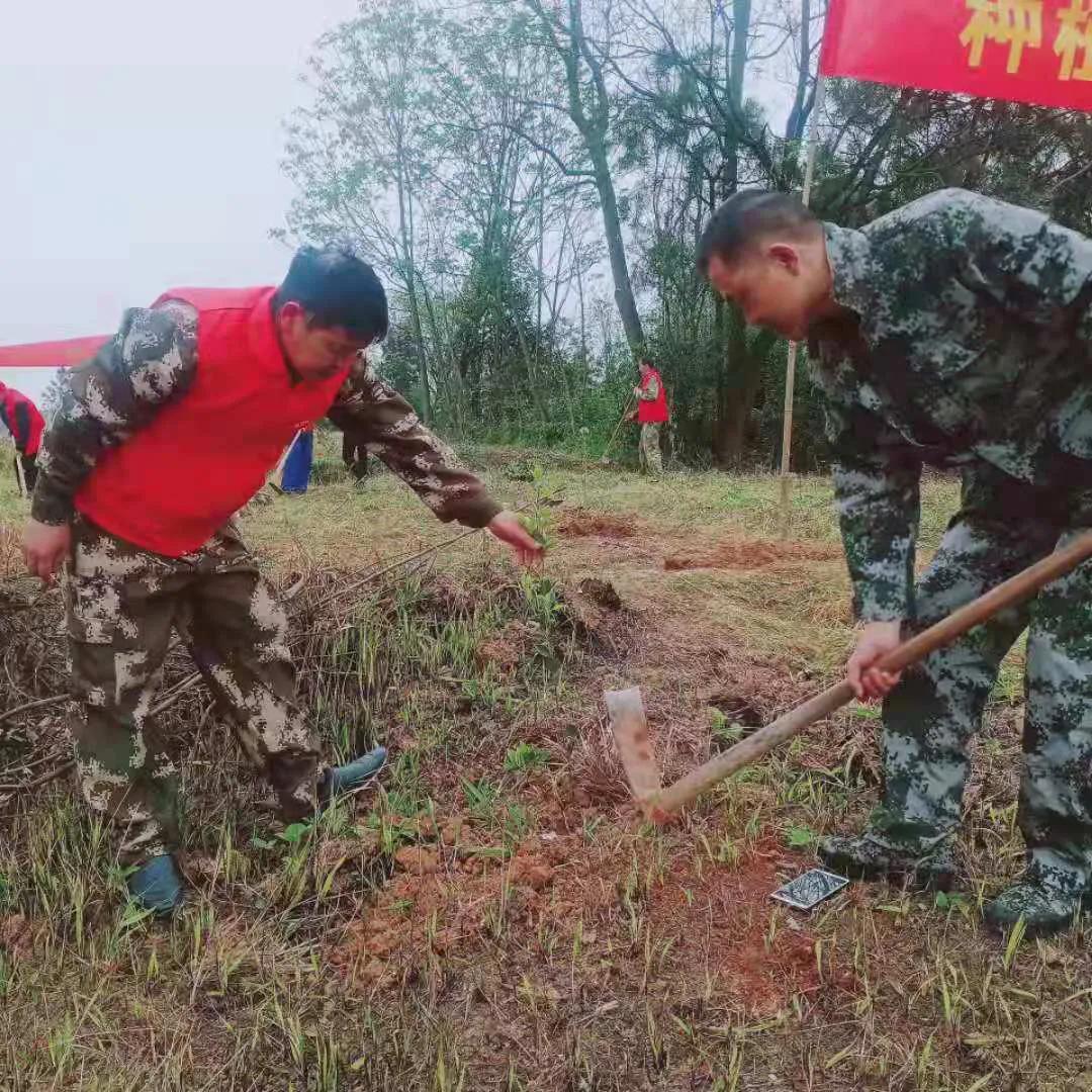 邵阳县谷洲镇：乡村振兴号角响， 油茶栽遍满山岗