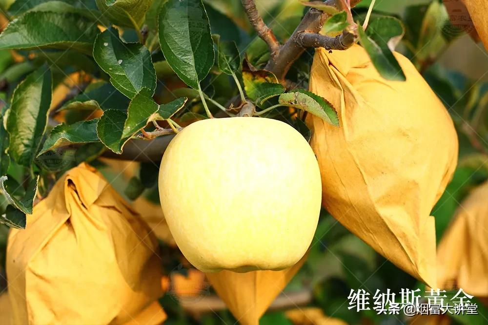 种植维纳斯黄金®苹果的果农朋友们,这个你一定要看