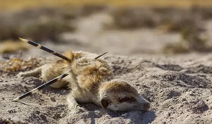 动物界十大趣闻：花豹咬死猎豹还敢挑战雄狮，北极熊比猪胖-第6张图片-大千世界