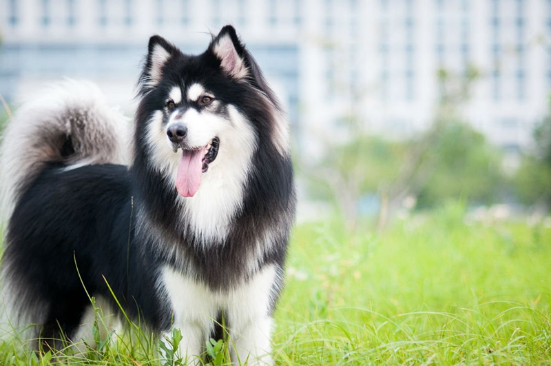 訓狗新手必看！阿拉斯加犬怎么訓練讓它聽話服從？