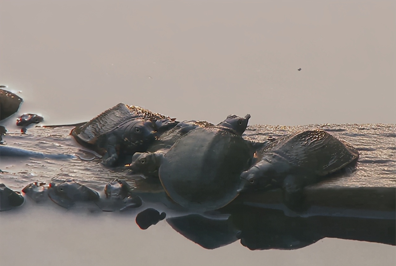 温室大棚加野外池塘的养鳖养殖模式