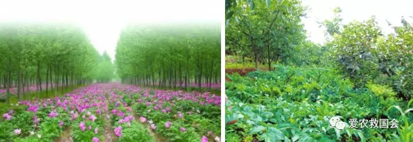 茶人借鉴：中医药特色小镇的发展与思考
