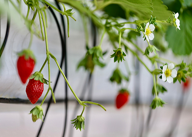 用人工智能种草莓，拼多多想颠覆传统农业？