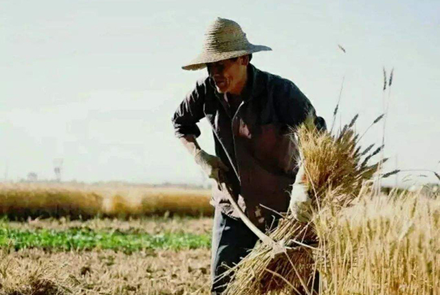 “天价”小麦让农民高兴异常，但收购价下跌，