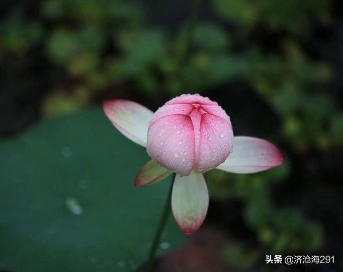晏几道一首小众《鹧鸪天》，格调高雅，旖旎中的一股清流-第6张图片-非凡网