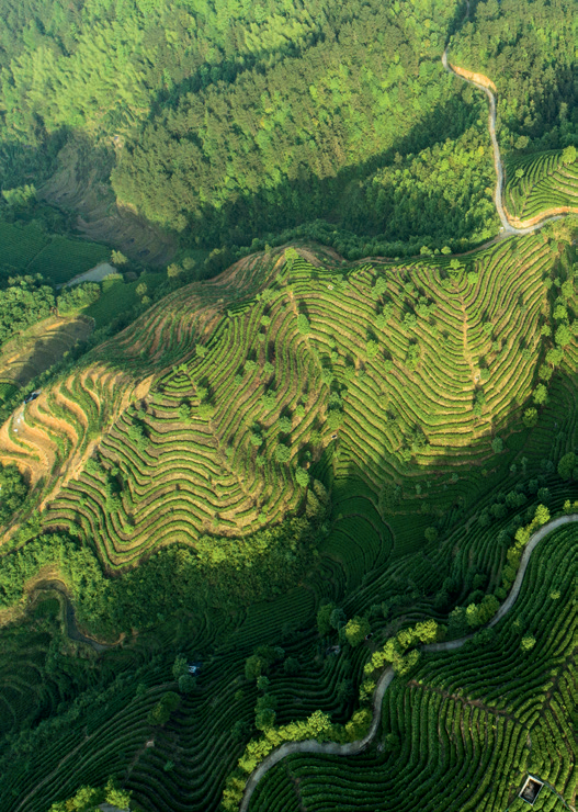 惠明茶：深山养好茶