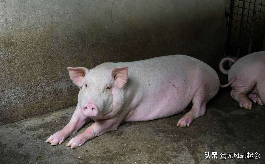 明代以前，中国人更爱吃羊肉，为何后来猪肉却更受欢迎？