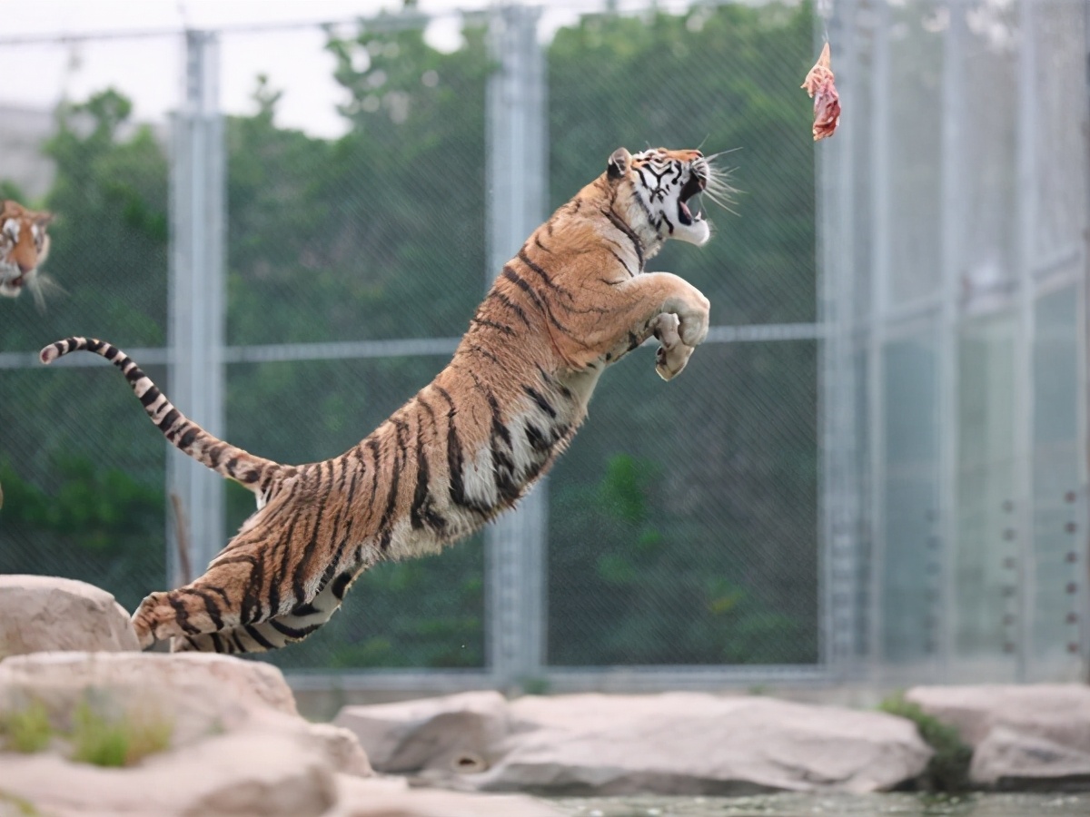 所以跑是绝对跑不过的,而老虎的速度加上一跃而起冲过来的速度,携带这