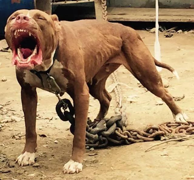 各国猛犬大全，建议收藏