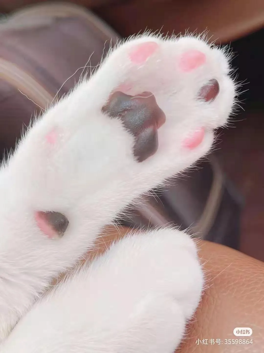 我家猫搓jio搓上瘾 就连医生也没辙了 猫与爱的世界 Mdeditor 我家猫搓jio搓上瘾 就连医生也没辙了 猫与爱的世界 Mdeditor