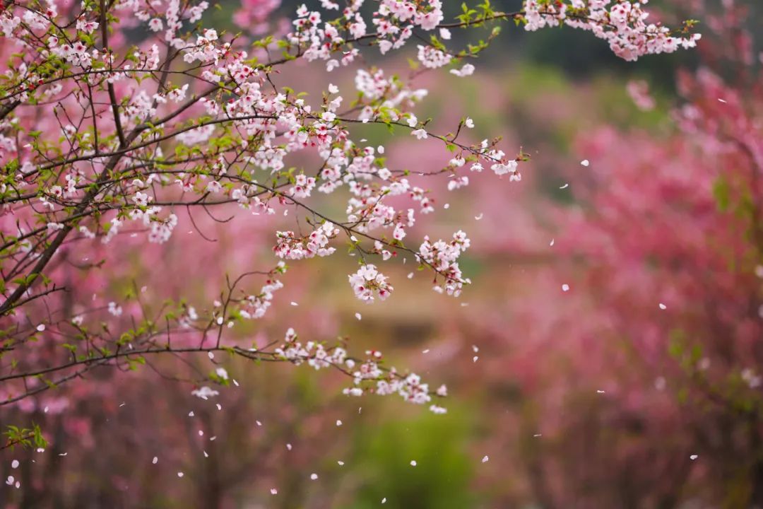 花瓣飘落的唯美句子  形容樱花瓣落满地的诗句图片