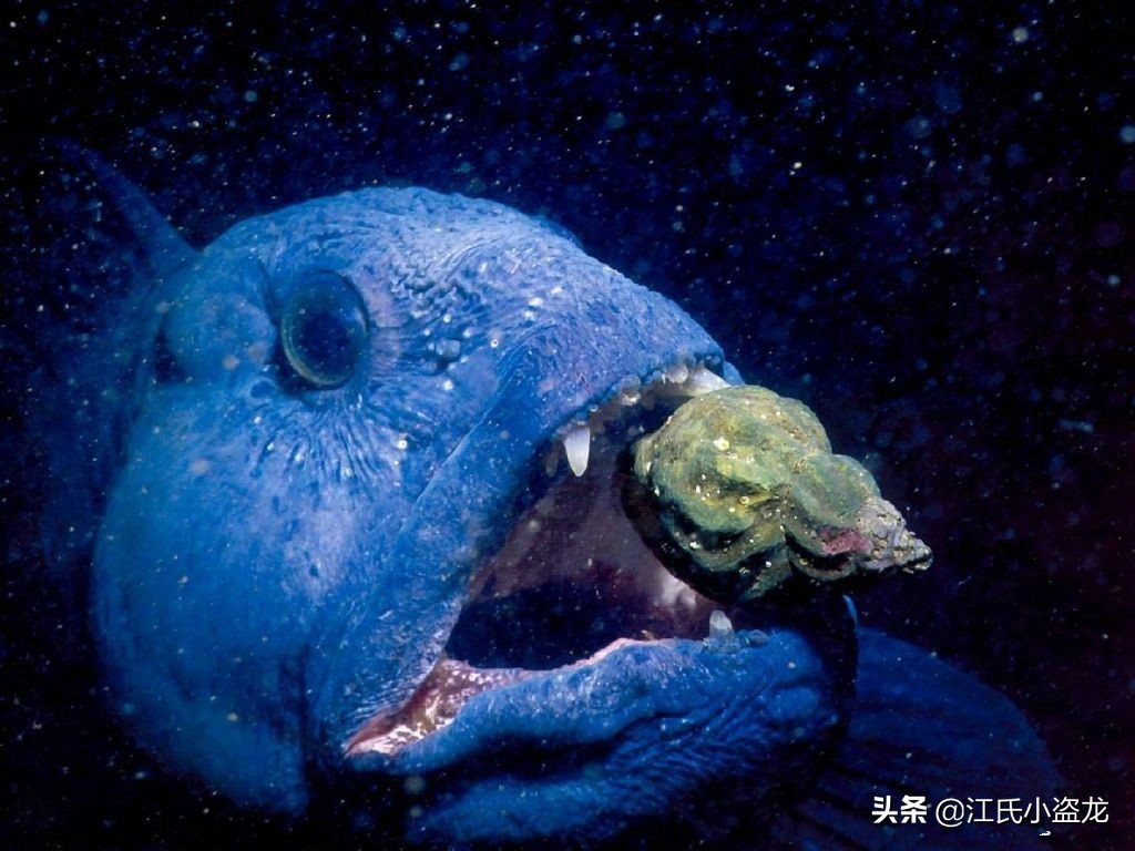 2.4億年前的一條魚為什麽上了熱門？