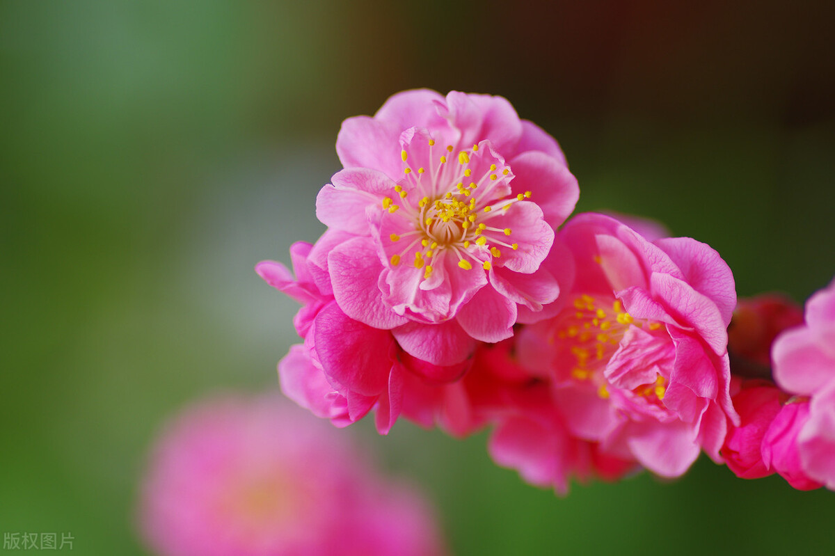 刘存发词集《清风之素心咏梅兰竹菊三百首》——花非花七首