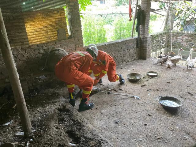 福建5米巨蟒进家吞掉9斤大鹅，村民：惹不起，是国家二级保护动物-第2张图片-大千世界