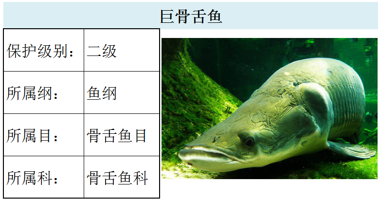 国家最新水生野生保护动物名录（共计三百余种），第2期