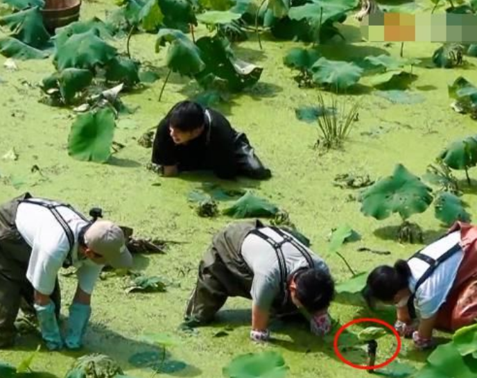 向往的生活：挖藕全程擺拍？張子楓多個(gè)鏡頭說(shuō)明一切，網(wǎng)友：沒(méi)瞎