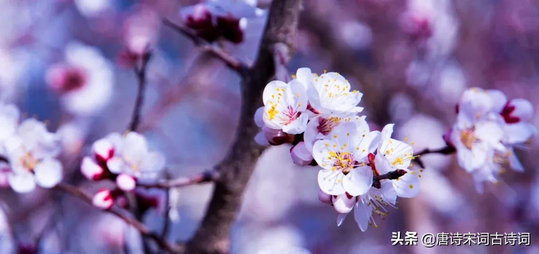 春日游，杏花吹满头-第3张图片-诗句网