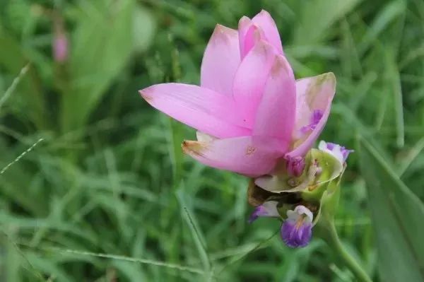 夏天在院子里种这10种花，花园想不好看都难了