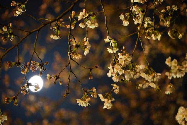 爱而不得的5首诗词，将痛失所爱的伤痛抒发到了极致