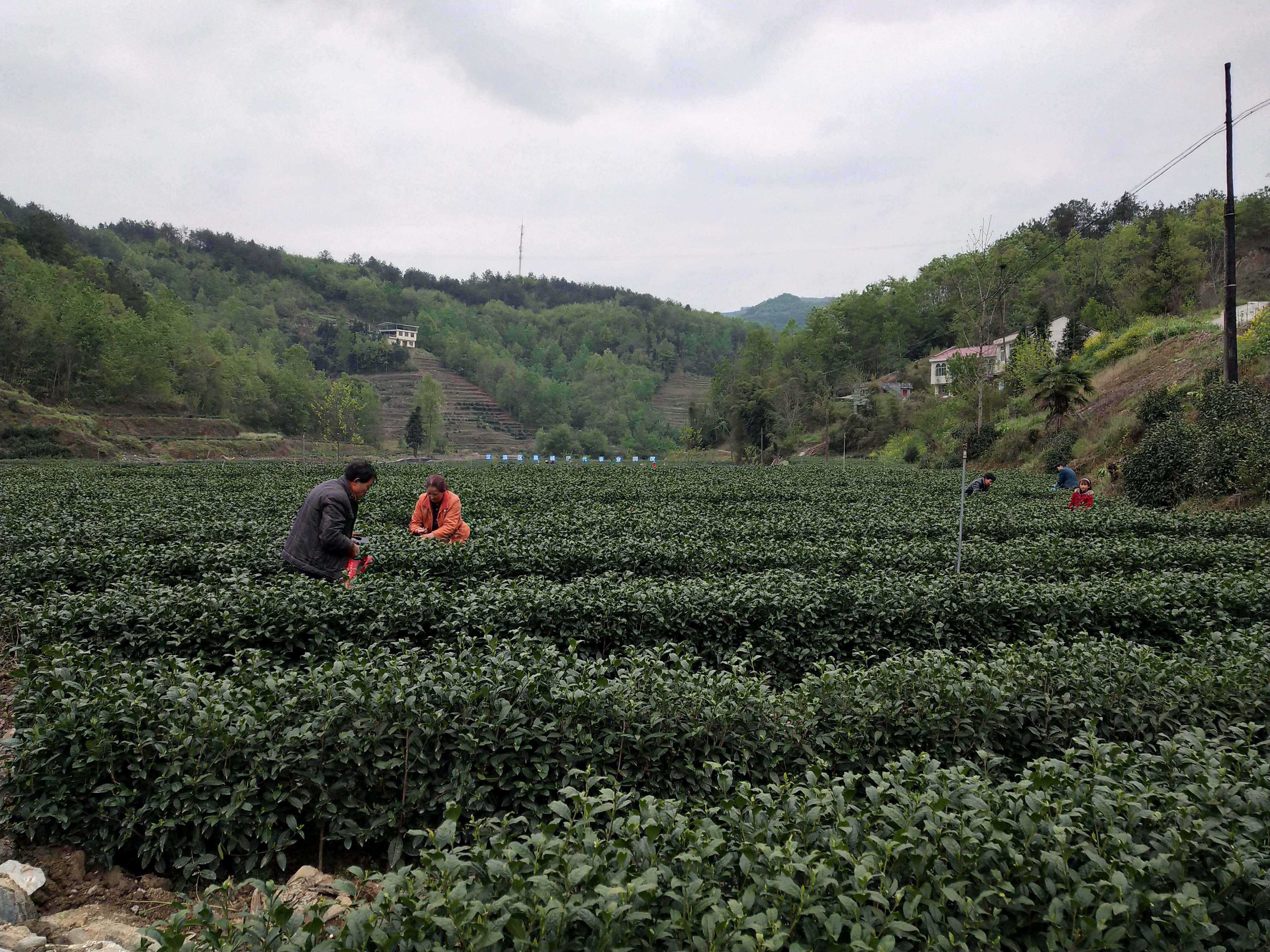 雷虹：让每一杯“龙雀春”都有春天的味道