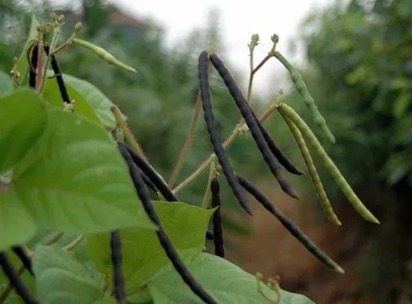 《本草纲目》故事：赤小豆善治恶疮